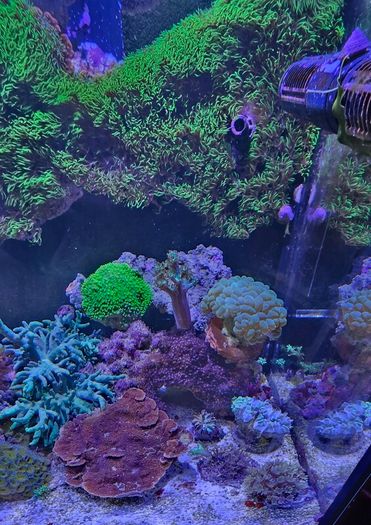 red sea reefer g2 250