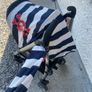 Cosatto stroller Image 3