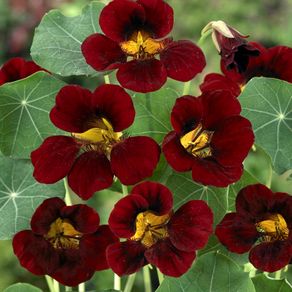 (N) Nasturtium Black Velvet seeds 3g (604036)