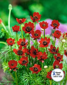 (A) Adonis aestivalis Pheasants Eye seeds 1g (188999)