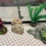 Fish Image 3
