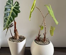 Alocasia Houseplant