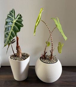 Alocasia Houseplant