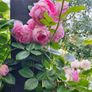 garden plants Image 4