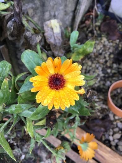 Euro3 for 250+ assorted Marigold seeds
