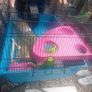 cage hamster ginnie pig Image 2