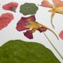 Nasturtium - Pressed Flowers for Crafting: Flowers, Petals, Leaves Image 3