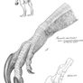 1/1  copy of a prehistoric megaraptor claw Image 9