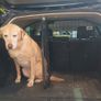 Vw passat dog guard and boot divider Image 3