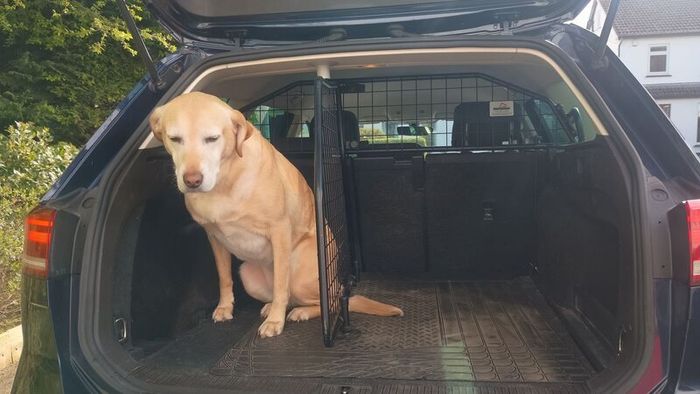 Vw passat dog guard and boot divider