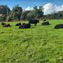 Aa Pbr Bulls Image 2