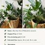 Premium Indoor plants with decorative pots Image 3
