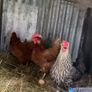 9 lovely hens for sale Image 10