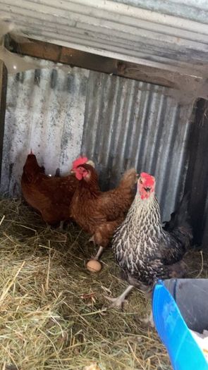 9 lovely hens for sale