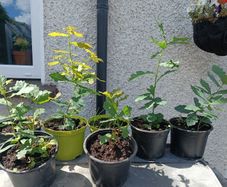Lots Of Oak Tree Saplings