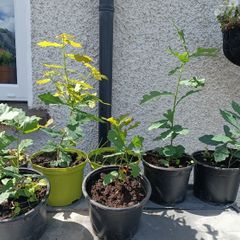 Lots Of Oak Tree Saplings