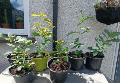 Lots Of Oak Tree Saplings