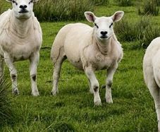 PB Texel Ram Lambs