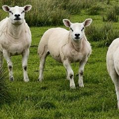 PB Texel Ram Lambs