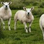 Enniskillen Texel sale the 11th September Image 6