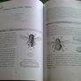 Irish indoor insects Image 3