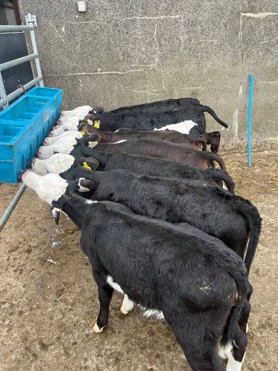 Hereford heifer calves
