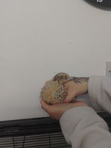 Jumbo Quail