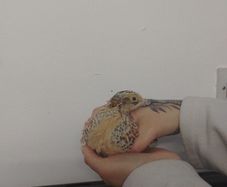 Jumbo Quail