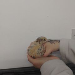 Jumbo Quail