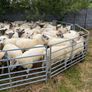 Quality Hoggets Image 5
