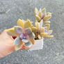 plant Image 2