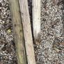 old wooden garden poles Image 5