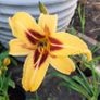 Mixed Day Lillies Image 2