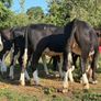 9 super Hereford heifers 180kilos Image 4