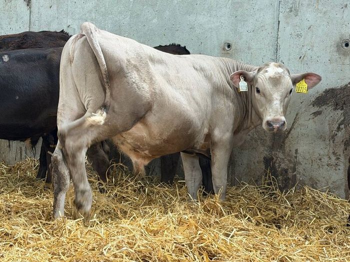 10 Charolais and Limousin Weanlings