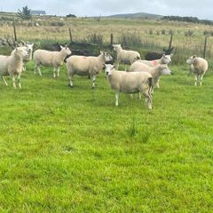 Texel Cross Hoggets