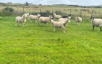 Texel Cross Hoggets