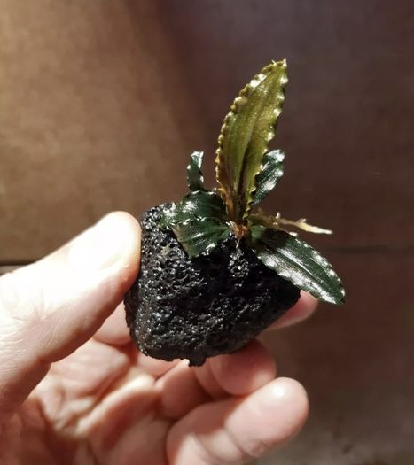 Bucephalandra Plant on Lava Rock