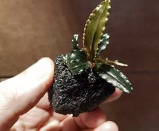Bucephalandra Plant on Lava Rock