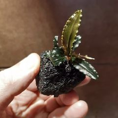 Bucephalandra Plant on Lava Rock