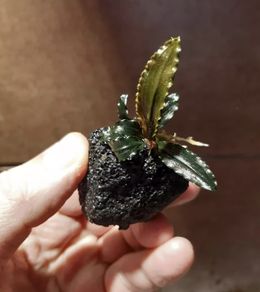 Bucephalandra Plant on Lava Rock