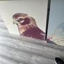 large canvas hawks 32+32 inch Image 2