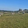 Hoggets Image 6