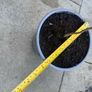 plant Image 4