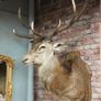 Large Vintage Taxidermy Red Deer Stag Bust Image 3