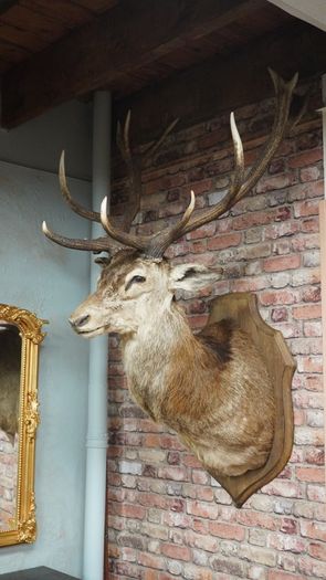 Large Vintage Taxidermy Red Deer Stag Bust