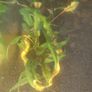 Aquarium plants Cryptocoryne wendtii Image 3