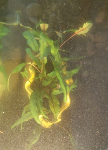 Aquarium plants Cryptocoryne wendtii