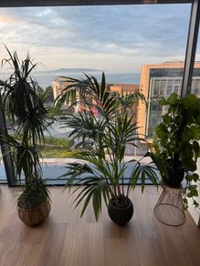 3 Plants w/ Pots (bundle or individual)