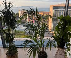 3 Plants w/ Pots (bundle or individual)